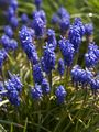 Muscari botryoides Szafirek